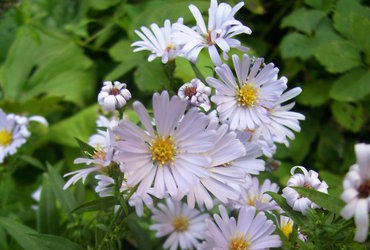 SOBOTA ZA DRUŽBO: Jurjevo in dan Zemlje