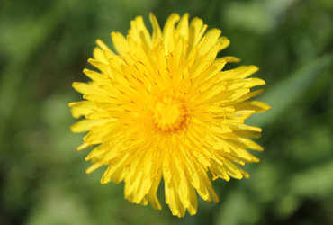 Fletno: Pomlad in pomladno enakonočje