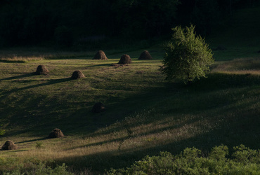 Zasanjane podobe narave