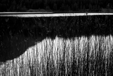 Zasanjane podobe narave