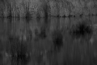 Zasanjane podobe narave