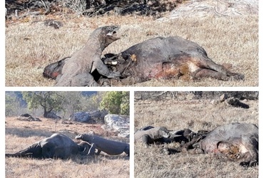 Divja stran manj poznane Indonezije