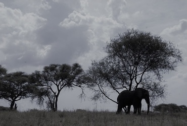 Senad Osmanaj: Moja Afrika