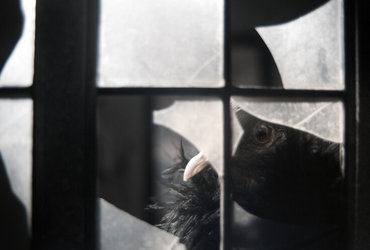 Projekcije: Mednarodno tekmovanje stop animacija I