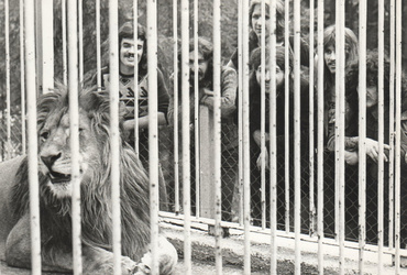 Prepovedano plakatiranje: zgodba o Buldožerju