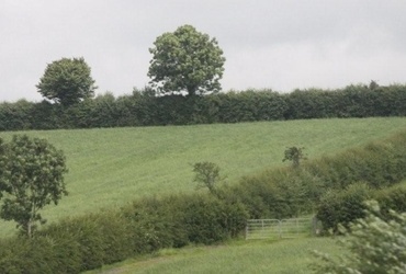 Slavica Tovšak: Zelena Irska