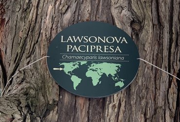 Izjemna drevesa v mestnih parkih Maribora