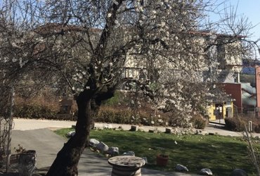 Izjemna drevesa v mestnih parkih Maribora