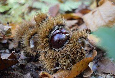 SOBOTA ZA DRUŽBO: JESEN-IŠČE // RAZISKOVANJE JESENSKIH OBIČAJEV