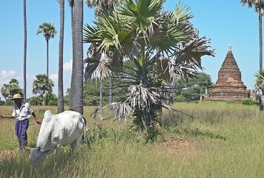 ZLATE PAGODE, SRČNI NASMEHI IN MOHINGA: MOJI BURMANSKI DNEVI