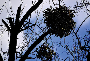 Ra(k)don ko(t)da: umetnost