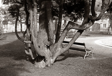 PLINIJ STAREJŠI IN NJEGOVO NARAVOSLOVJE <em>Foto: ©Arhiv Večer</em>