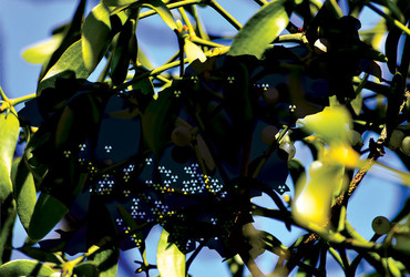 Ra(k)don ko(t)da: umetnost