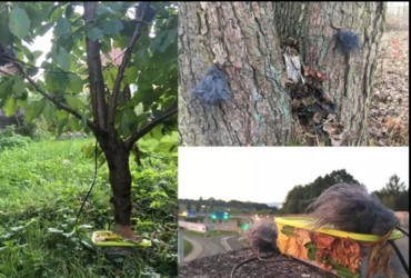 Petra Kapš: Poslušalnica