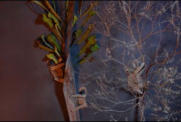 Projekcije: Panorama