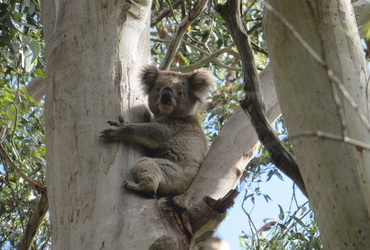 Dani Rajh: Avstralija