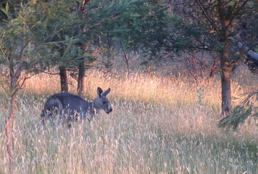 Dani Rajh: Avstralija <em>Foto: Društvo popotnikov Vagant</em>