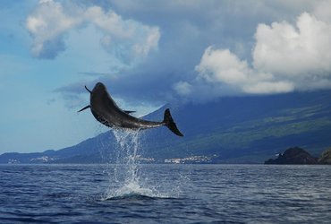 »EVROPSKI HAVAJI« - AZORI