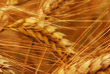 O, TI, LUCIJA, TI, KO SI BREZ OČI