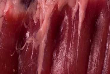 Projekcije: Retrospektiva II / Animacija kot orožje L-Z