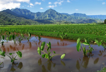 Darja Tratar: Havaji <em>Foto: Darja Tratar</em>