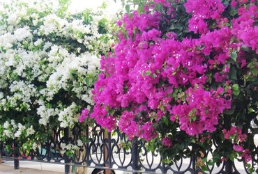 JORDANIJA, NAJBOLJ SPROŠČENA DRŽAVA NA BLIŽNJEM VZHODU