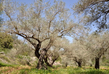Ana Tasič: Palestina - sprehod med oljkami <em>Foto: Ana Tasič</em>