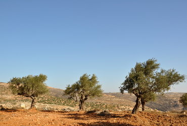 Ana Tasič: Palestina - sprehod med oljkami <em>Foto: Ana Tasič</em>