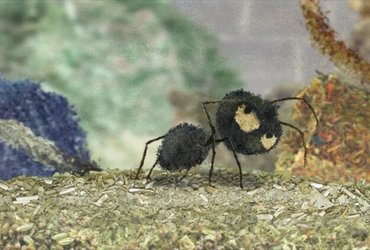 Projekcije: Retrospektiva II / Animacija kot orožje L-Z